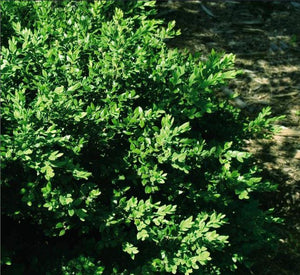 Buxus X 'Green Velvet'