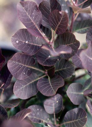 Cotinus coggygria 'Royal Purple'