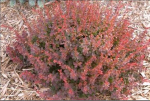 Berberis 'Royal Burgundy®'