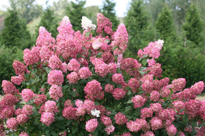 Hydrangea paniculata 'Fire Light®'