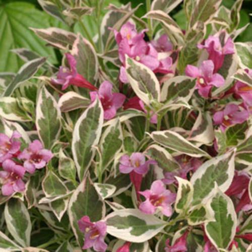 Weigela florida 'My Monet®'