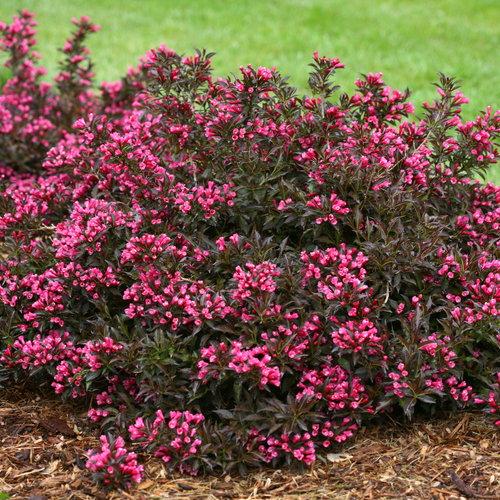 Weigela 'Spilled Wine®'