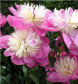 Paeonia lactiflora 'Bowl of Beauty'