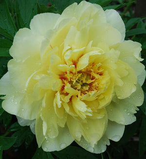 Paeonia 'Bartzella' (Itoh)