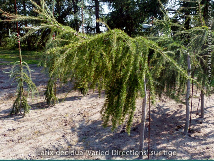 Larix Varied Directions | Beyond the House