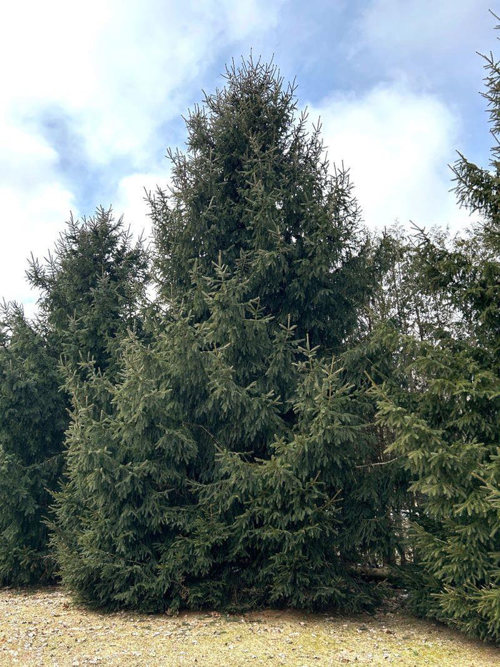 Picea abies