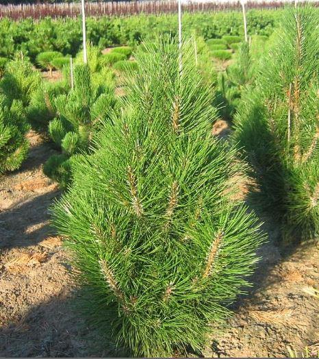 Pinus nigra 'Arnold Sentinel'