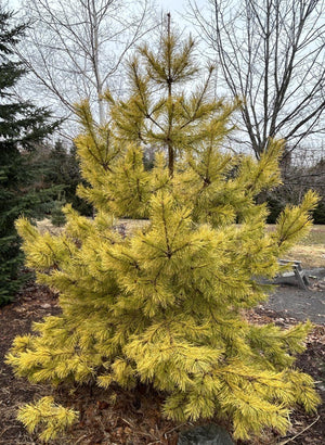 Pinus sylvestirs 'Woltings Gold'