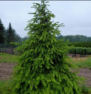 Tsuga canadensis