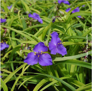 Tradescantia 'Sweet Kate'