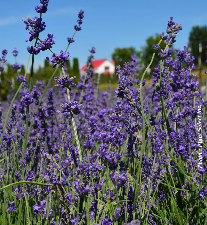 Lavandula angustifolia 'Munstead'