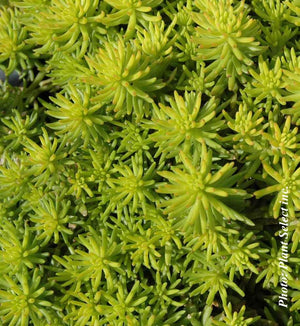 Sedum 'Angelina'