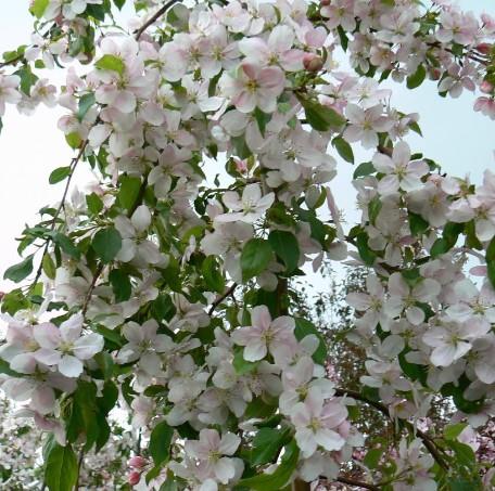 Malus 'Red Jade'