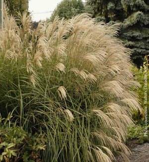 Miscanthus 'Graziella'