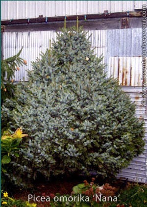 Picea omorika 'Nana'