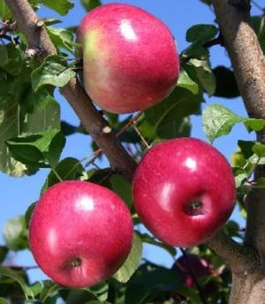 Apple 'Liberty'