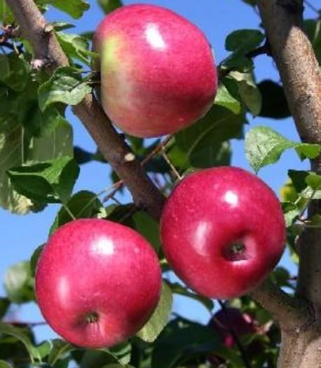 Apple 'Liberty'