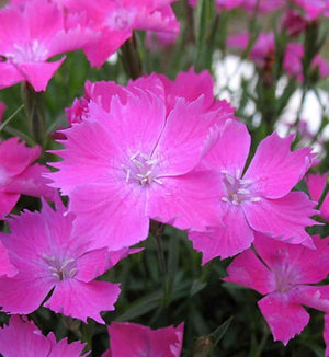 Dianthus Kahori®