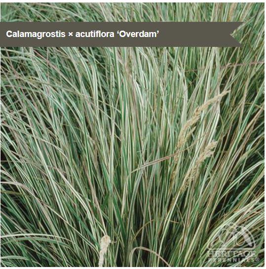 Calamagrostis 'Overdam'
