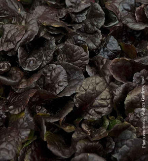 Ajuga 'Black Scallop'