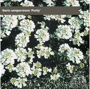 Iberis 'Purity'