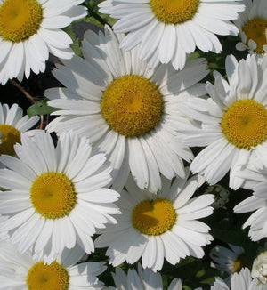 Leucanthemum 'Snowcap'