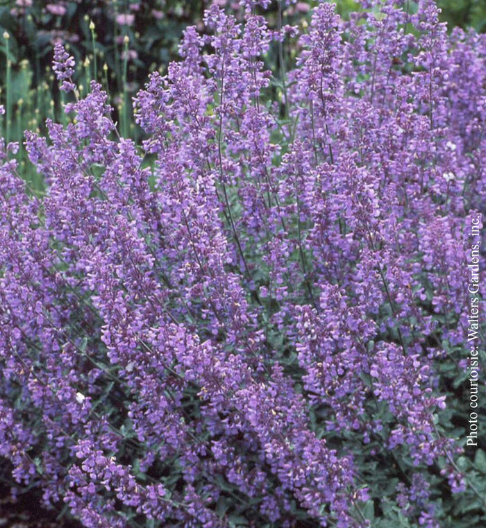 Nepeta 'Walker's Low'