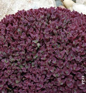 Sedum SunSparkler® 'Firecracker'