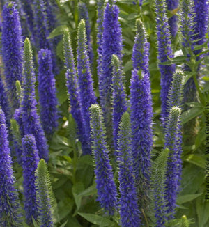 Veronica 'Royal Candles'