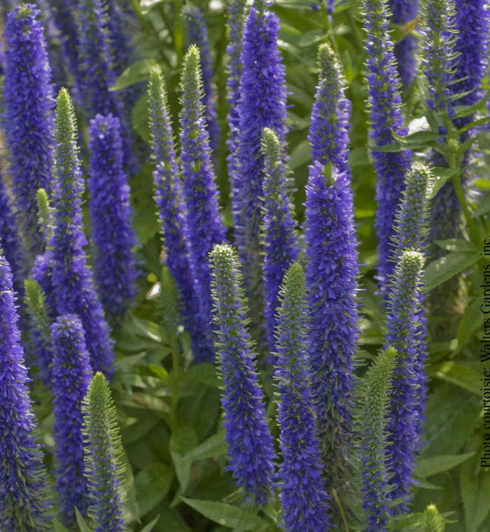 Veronica 'Royal Candles'