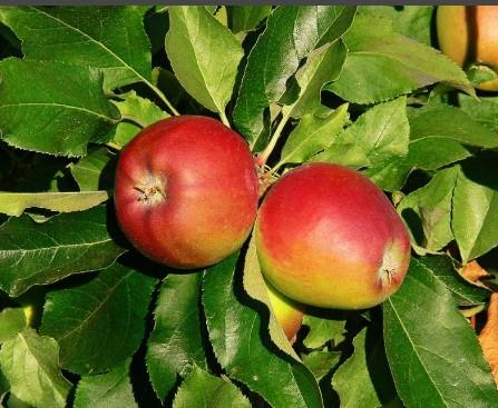 Apple 'Gala'
