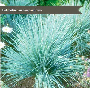 Helictotrichon sempervirens