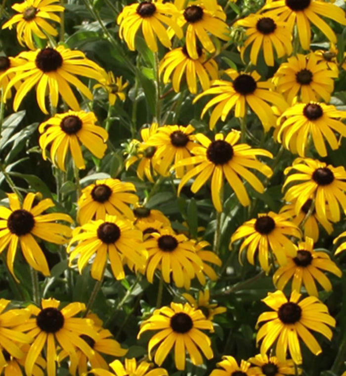 Rudbeckia 'American Goldrush'