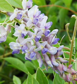 Wisteria 'Blue Moon'