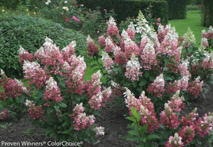 Hydrangea paniculata 'Pinky Winky®' - Tree form