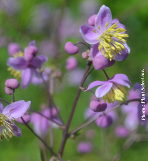 Thalictrum rochebrunianum