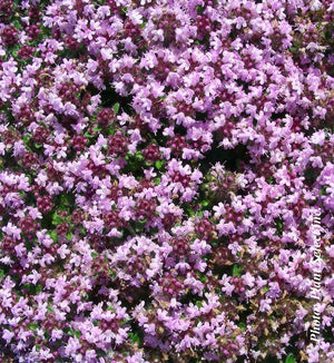 Thymus pseudolanuginosus