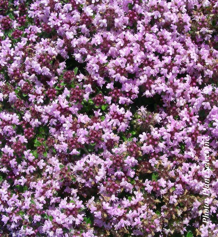 Thymus pseudolanuginosus