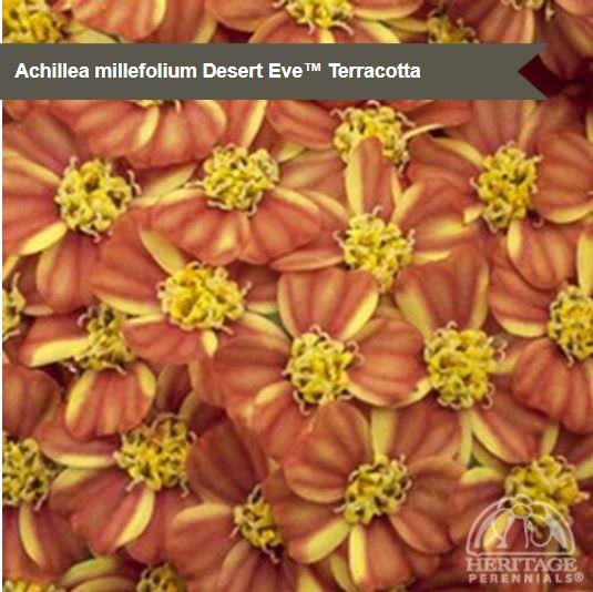 Achillea 'Desert Eve Terra Cotta'