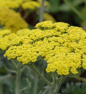 Achillea 'Moonshine'