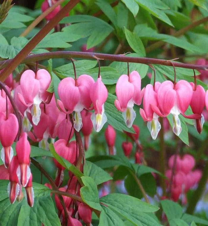 Dicentra spectabilis