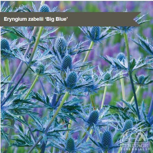 Eryngium 'Big Blue'