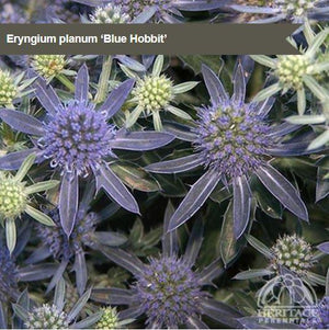 Eryngium 'Blue Hobbit'