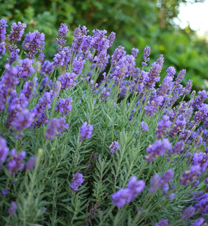 Lavandula intermedia 'Phenomenal'