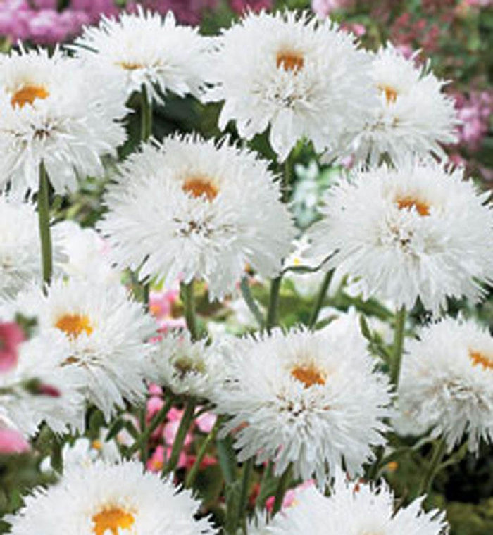 Leucanthemum superbum 'Sante'