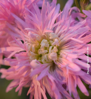 Lychnis 'Petite Jenny'