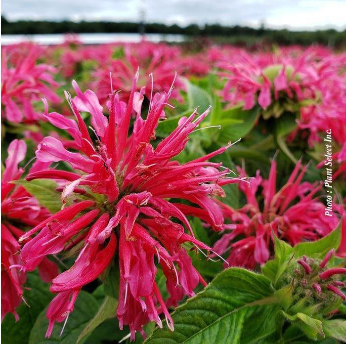 Monarda 'Coral Reef'