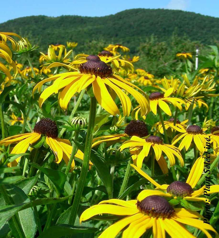 Rudbeckia 'Goldsturm'