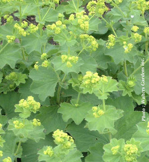 Alchemilla mollis