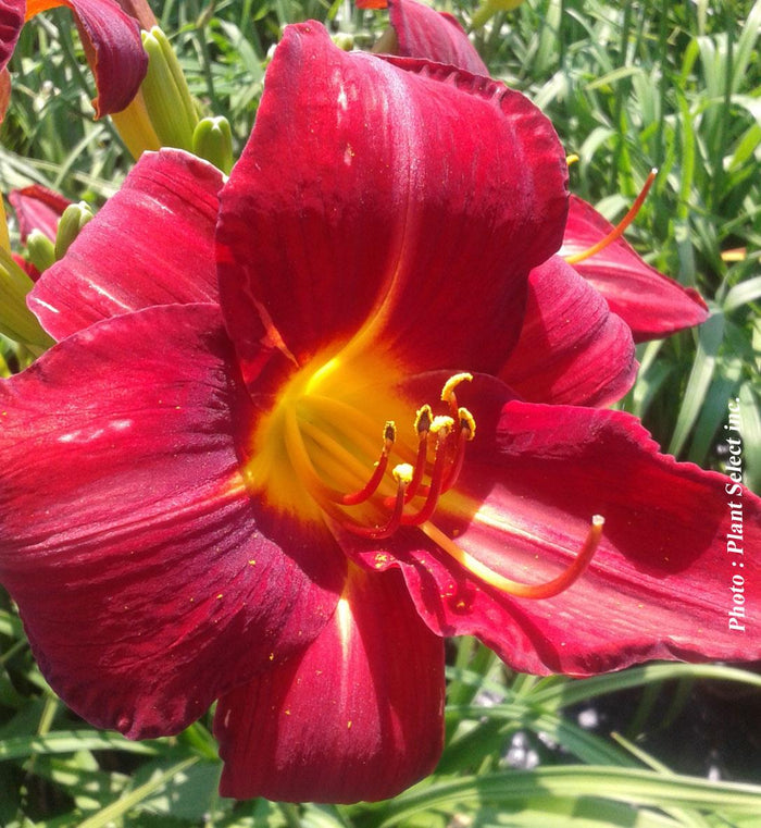 Hemerocallis 'Anzac'